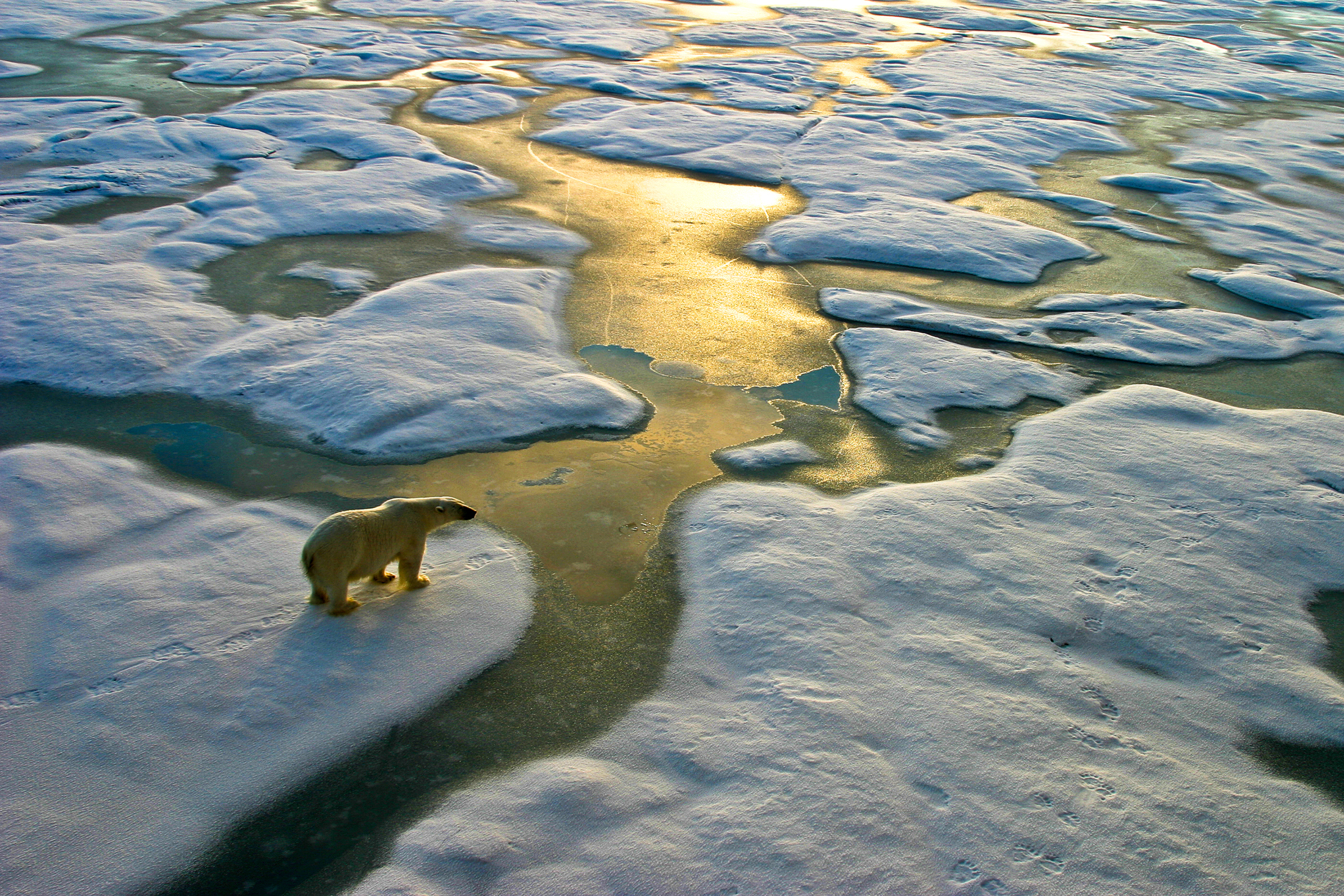 Ours polaire sur une large surface de glace