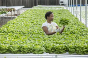 A woman wearing an apron holds up a head of lettuce. She’s standing in the middle of rows and rows of lettuce, which are grown at waist height on a table in an indoor vertical farming facility.