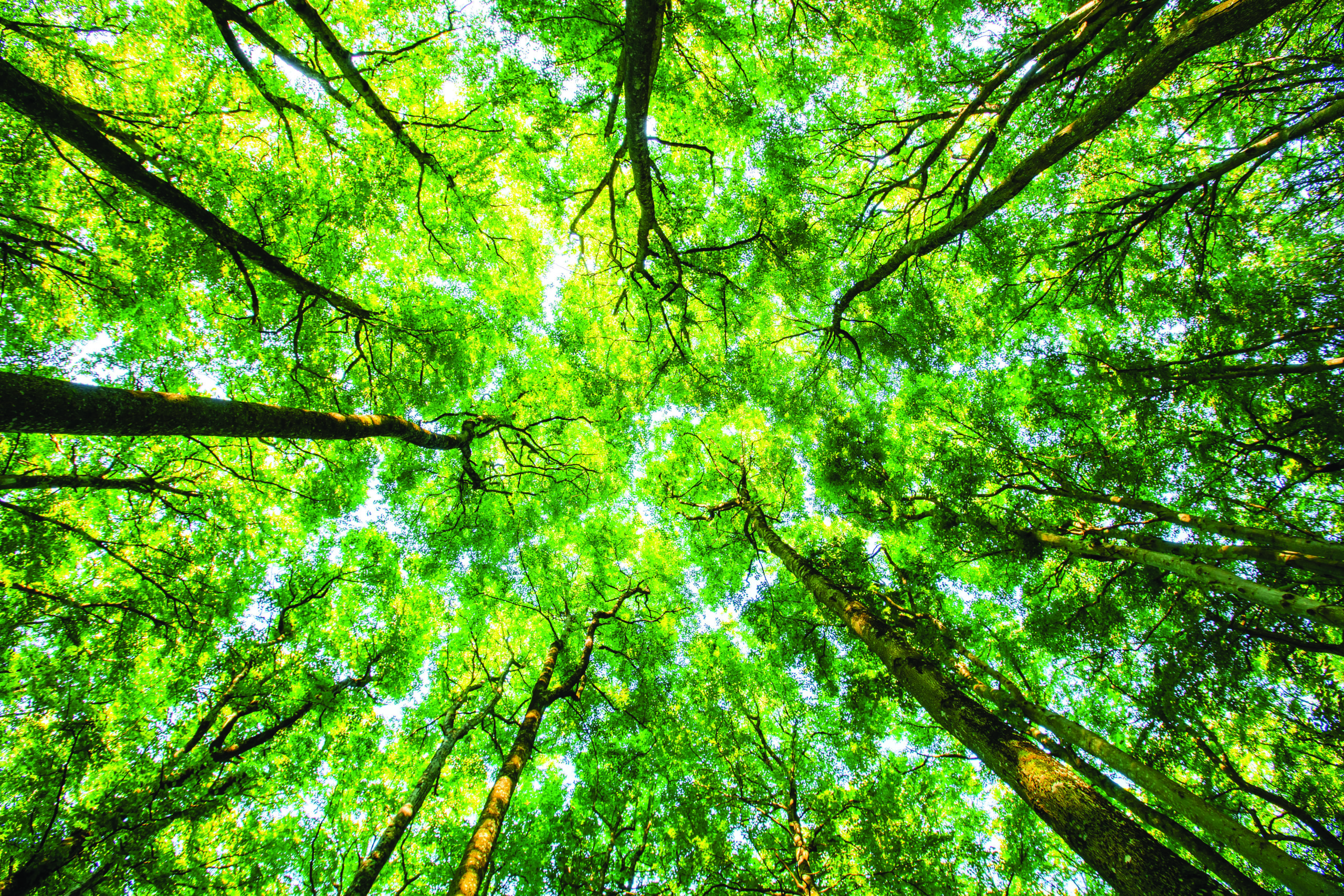 view up through trees from the forest floor representing environmental sustainability