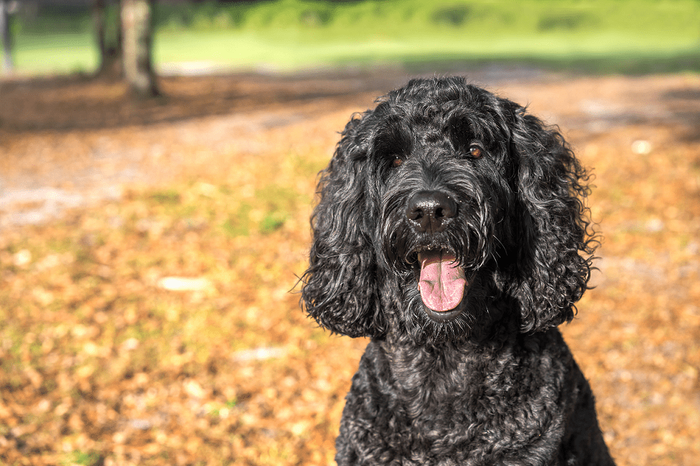 dog who ate a wi-fi extender for edge computing importance example